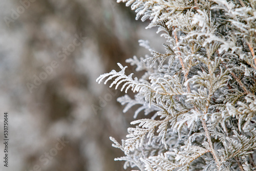 Spruce branches in snow-white snow, winter mood.