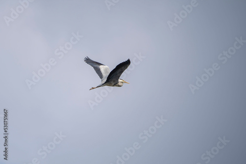 Héron qui vole dans un ciel bleu