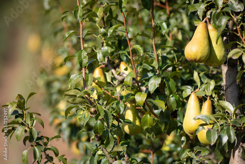 Pera en un peral (Pyrus) árbol frutal al amanecer en un campo del Mediterráneo