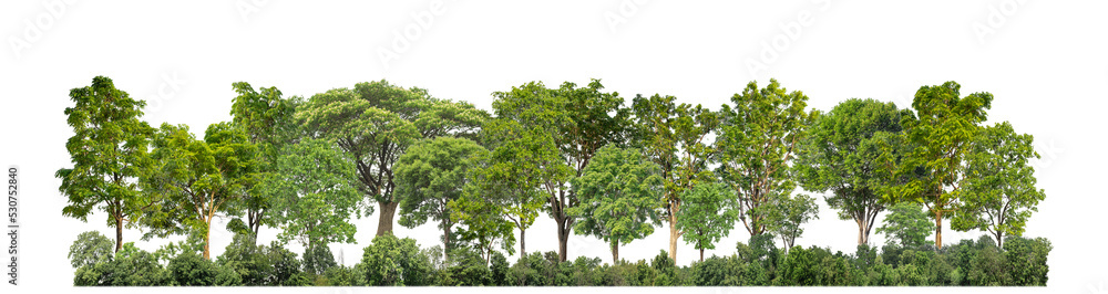 custom made wallpaper toronto digitalGreen trees isolated on transparent background forest and summer foliage for both print and web with cut path and alpha channel