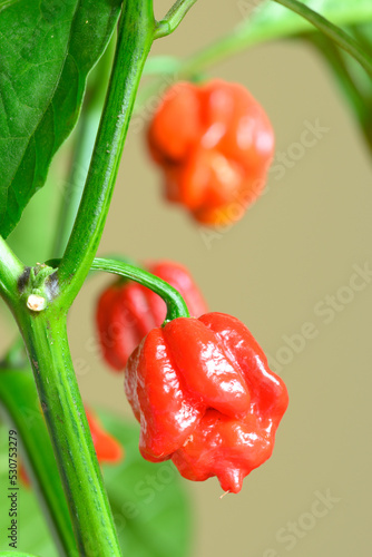 Carolina Reaper hot pepper, cultivar of the Capsicum chinense plant, hottest chili pepper in the world.