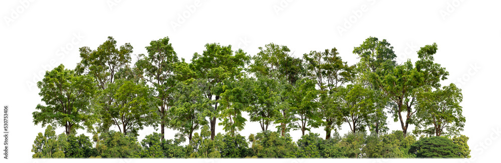 Fototapeta premium Green trees isolated on transparent background forest and summer foliage for both print and web with cut path and alpha channel