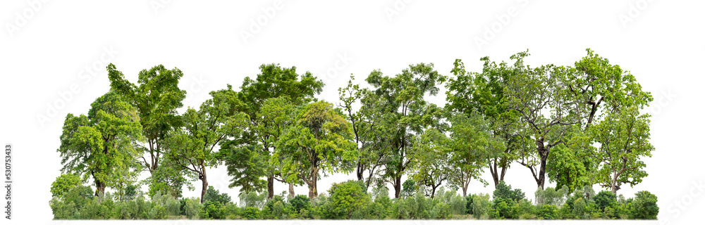 Green trees isolated on transparent background forest and summer foliage for both print and web with cut path and alpha channel