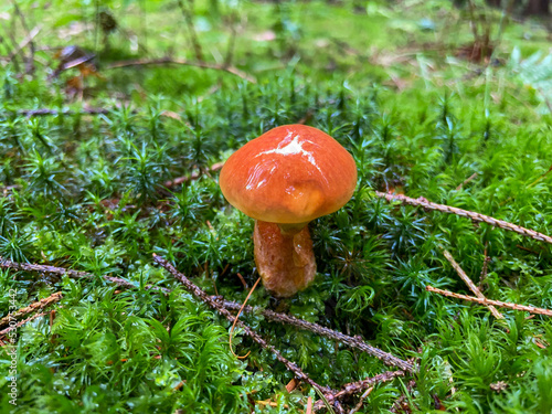 Butterpilz auf Moos im Wald photo