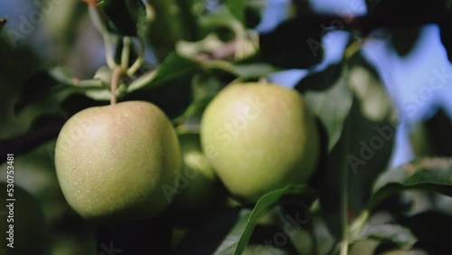 Wallpaper Mural Pommes dans verger en France Torontodigital.ca
