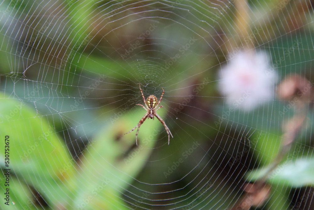 Multi-coloured Saint Andrew Cross Spider Multi-coloured Saint Andrew Cross Spider