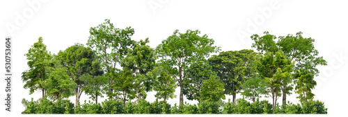 Green trees isolated on transparent background forest and summer foliage for both print and web with cut path and alpha channel photo