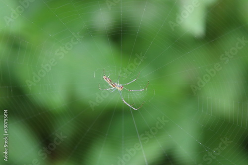 Decorative Silver Orb Weaver Spider