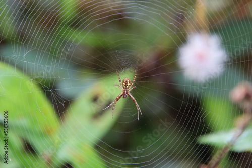 Multi-coloured Saint Andrew Cross Spider