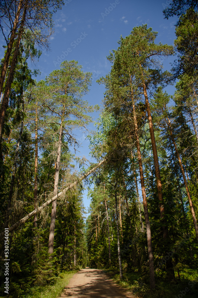 Vertical photo of a summer forest, a fallen tree over a dirt road. Travel concept Vertical photo of a summer forest, a fallen tree over a dirt road. Travel concept
