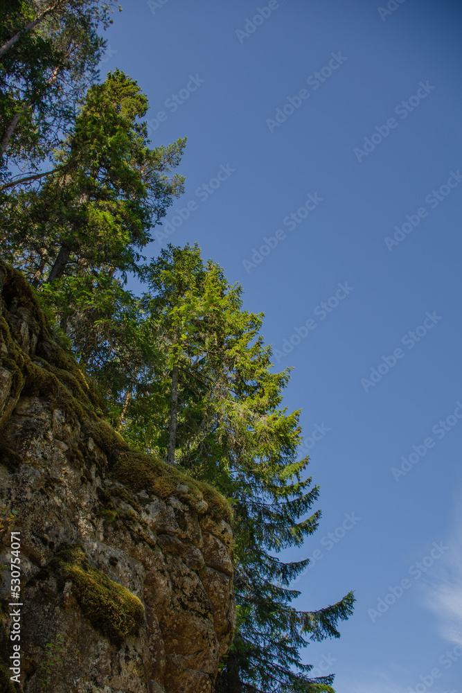 Vertical photo of a green forest on rocks against a blue sky. Northern nature travel concept