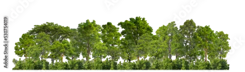 Obraz  z motywem Green trees isolated on transparent background forest and summer foliage for both print and web with cut path and alpha channel