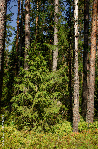 Beautiful green spruce in the summer forest. Vertical photo of a beautiful background