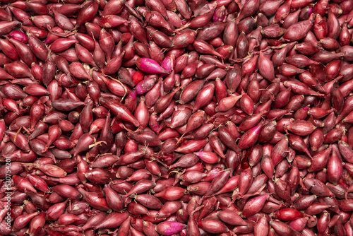 Background of red onion sowing close-up.