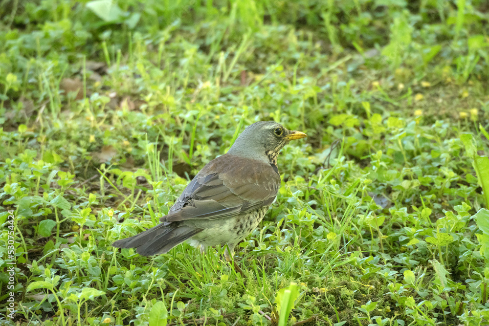 fieldfare thrush on green grass fieldfare thrush on green grass