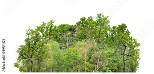 Green trees isolated on transparent background forest and summer foliage for both print and web with cut path and alpha channel