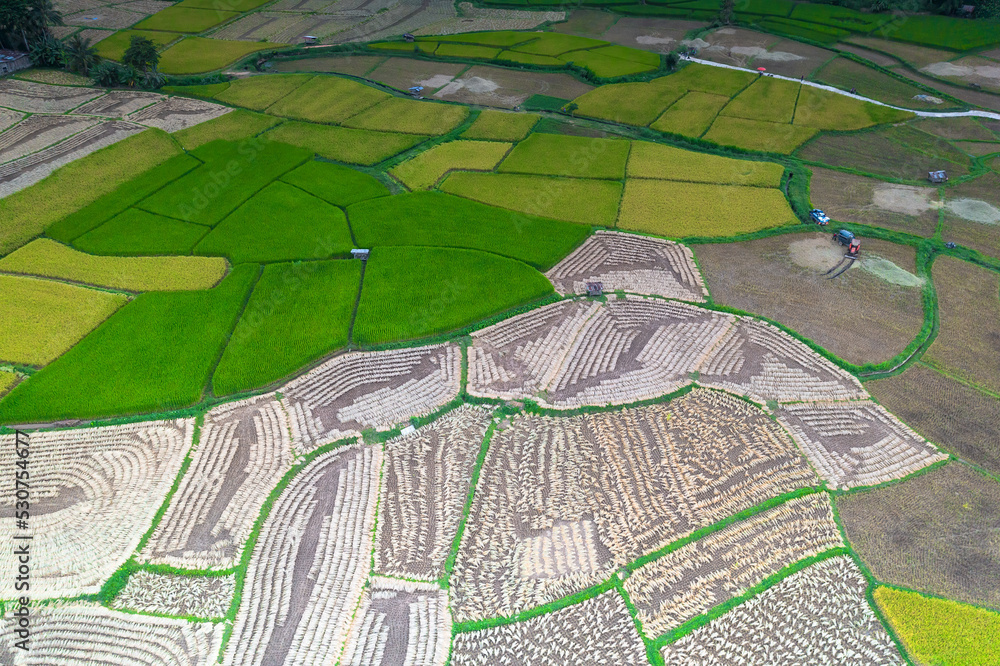 Aerial view of the rice fields being harvested, Nan Province, Thailand.