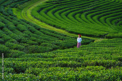 Asia Women looking at the view Choui Fong Tea Plantation Viewpoint, Tea Plantation, Chiang Rai Province, Thailand.