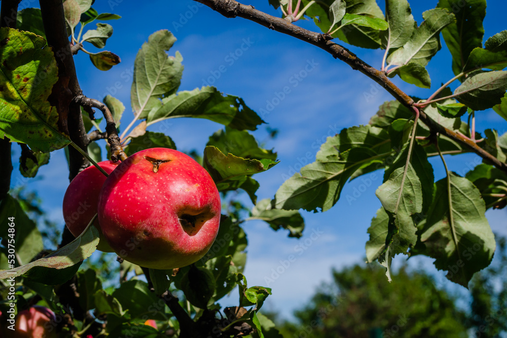 Canopy of an apple tree with ripe red fruits. Apple tree with ripe red
