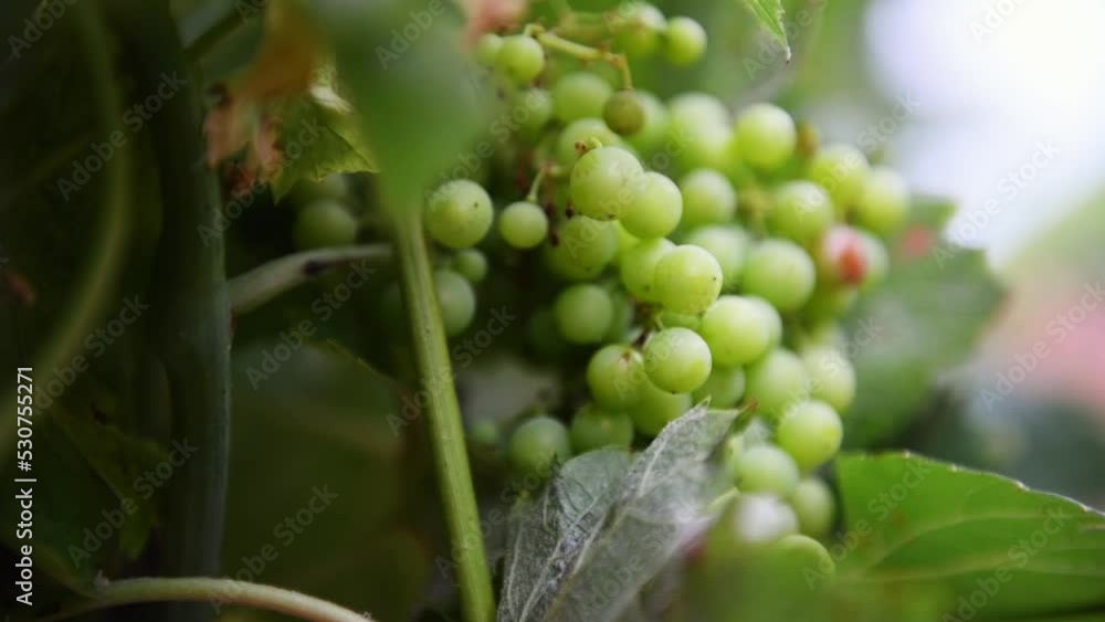 Gros plan sur une grappe de raisin en train de murir sur la vigne Stock ビデオ Adobe Stock