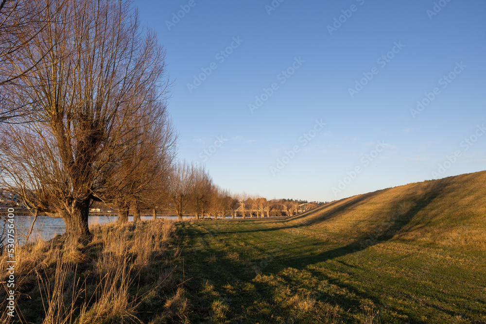 Clutha river bank in the afternoon sun. Clutha bridge behind the trees. Balclutha, South Otago.