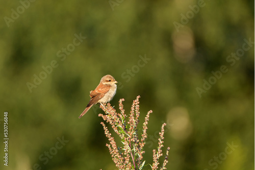 red-backed shrike perched on the plant. Shallow focus.