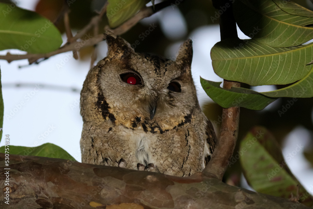 Fototapeta premium closeup of an owl sitting on a tree between the branches