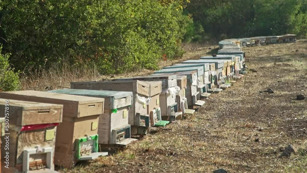 Beehives near Pine Tree before honey harvest Beehives near Pine Tree before honey harvest