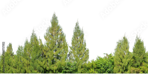 Green Trees on transparent background. are Forest and foliage in summer for both printing and web pages with cut path and alpha channel