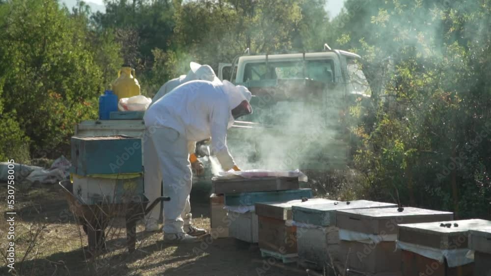 Beekeeper take combs from honey hives, Pine Honey Collect Harvest Beekeeper take combs from honey hives, Pine Honey Collect Harvest