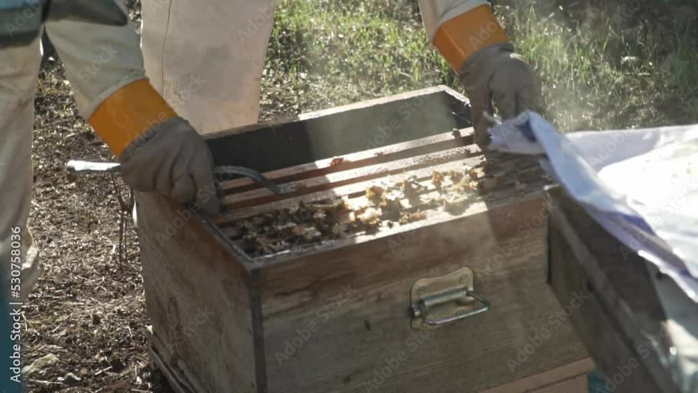 Beekeeper take combs from honey hives, Pine Honey Collect Harvest Beekeeper take combs from honey hives, Pine Honey Collect Harvest
