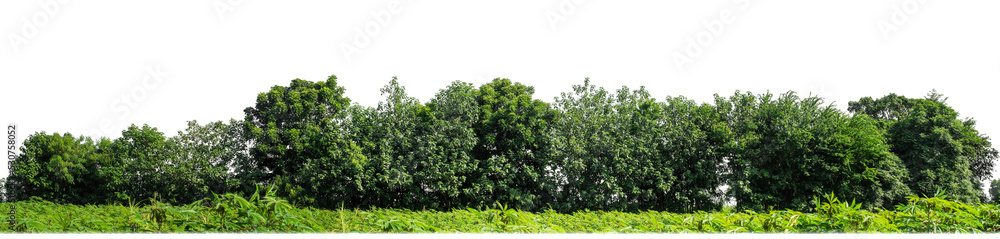 Green Trees on transparent background. are Forest and foliage in summer for both printing and web pages with cut path and alpha channel