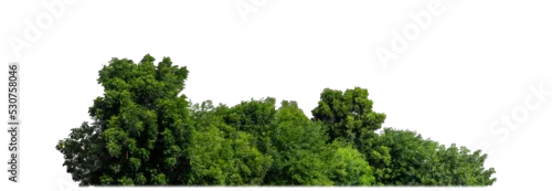 Panel kuchenny z motywem Green Trees on transparent background. are Forest and foliage in summer for both printing and web pages with cut path and alpha channel