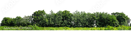 Fotografia, Obraz Green Trees on transparent background