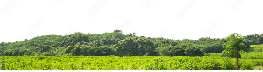 Green Trees on transparent background. are Forest and foliage in summer for both printing and web pages with cut path and alpha channel Green Trees on transparent background. are Forest and foliage in summer for both printing and web pages with cut path and alpha channel