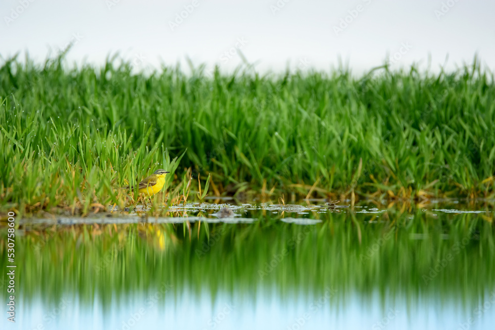 Obraz premium Western yellow wagtail over small pond on the field