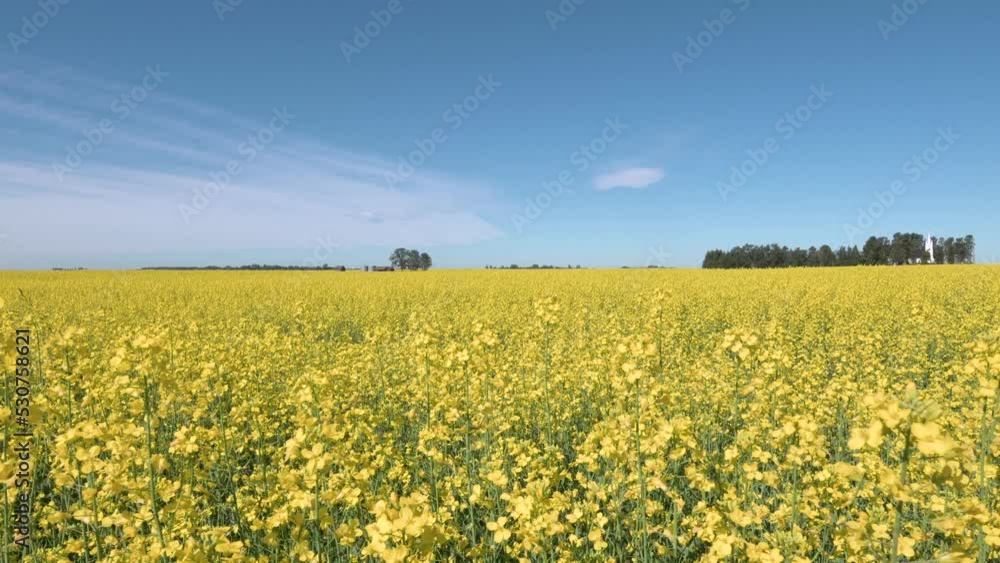Canola Field With Hut In the Middle Canola Field With Hut In the Middle