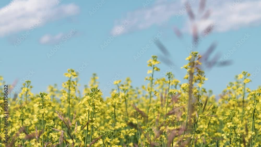Canola Field In Alberta Canada Canola Field In Alberta Canada