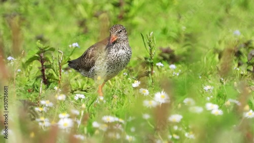 Rotschenkel (Tringa totanus) photo