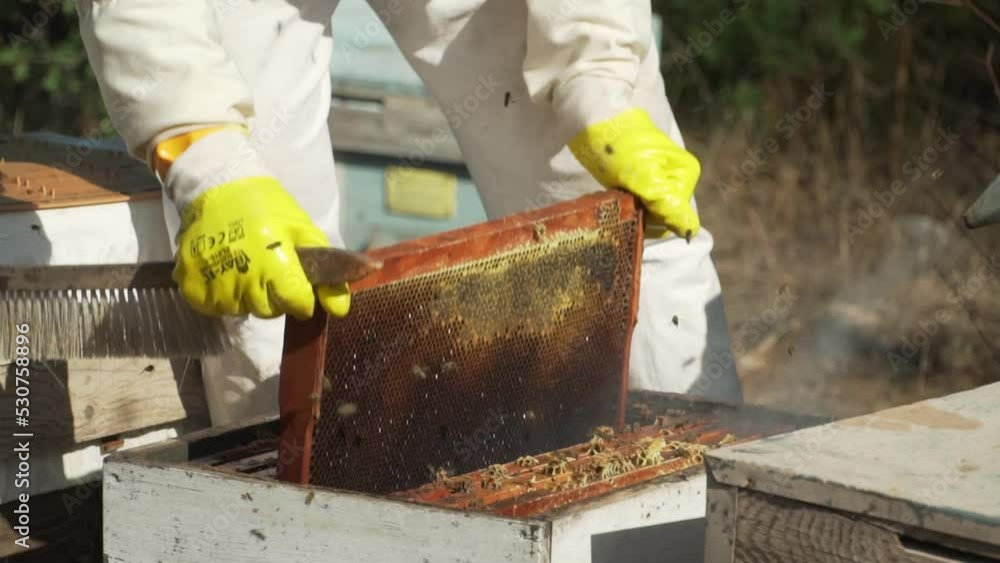 beekeeper working in the hive beekeeper working in the hive