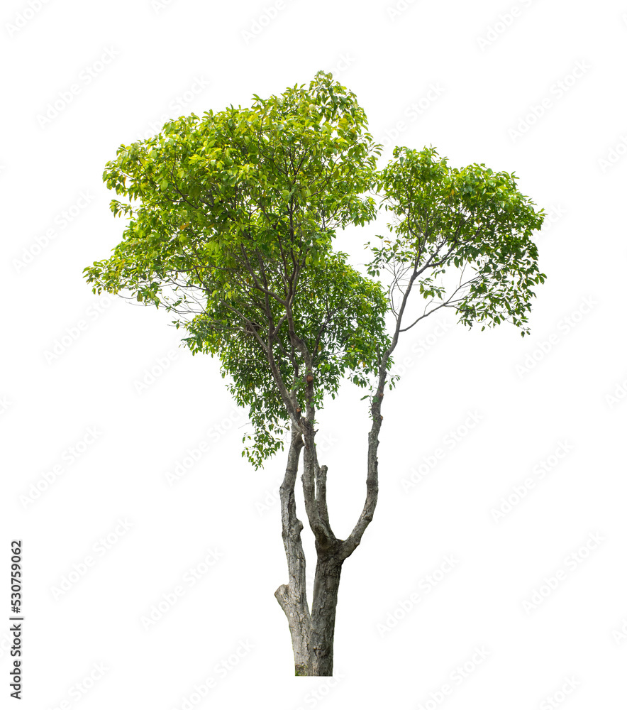 Obraz premium Tree on transparent picture background with clipping path, single tree with clipping path and alpha channel.
