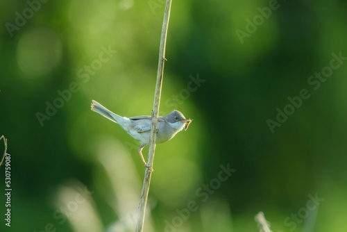 A common whitethroat in a spring meadow photo