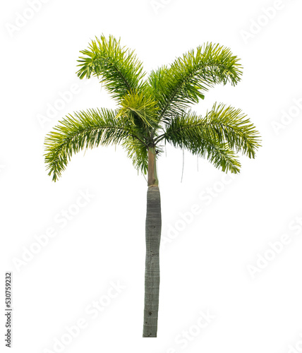 Palm tree on transparent picture background with clipping path, single tree with clipping path and alpha channel. © Sarawut