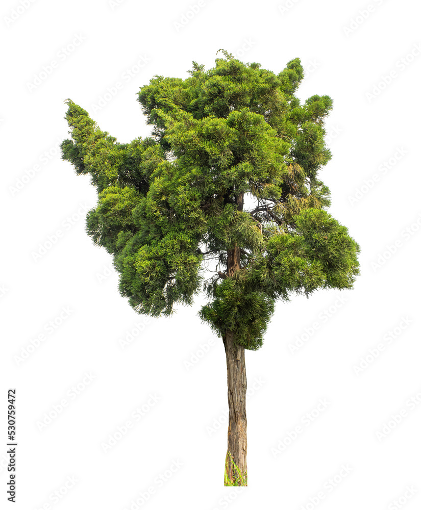 Tree on transparent picture background with clipping path, single tree with clipping path and alpha channel.