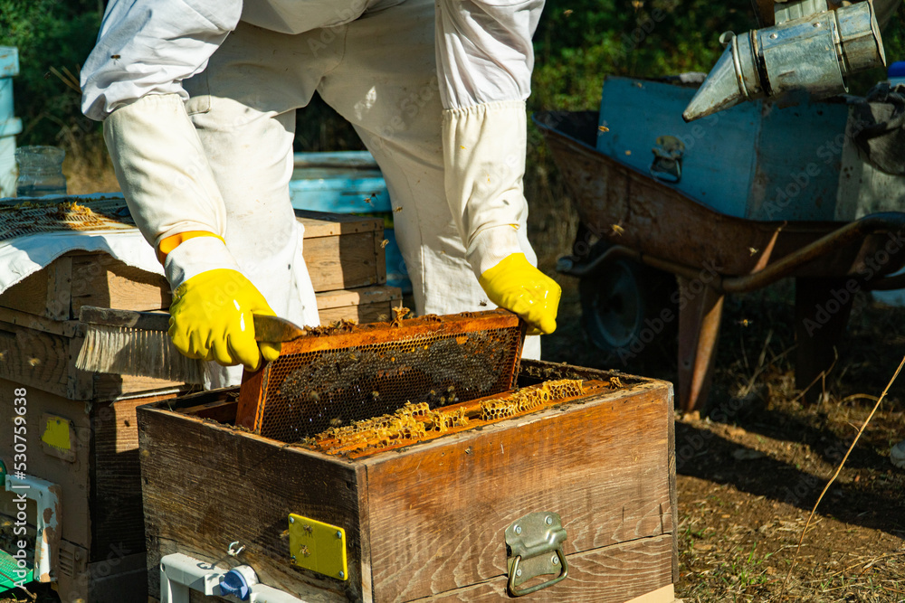 Beekeeper take combs from honey hives, Pine Honey Harvest Beekeeper take combs from honey hives, Pine Honey Harvest