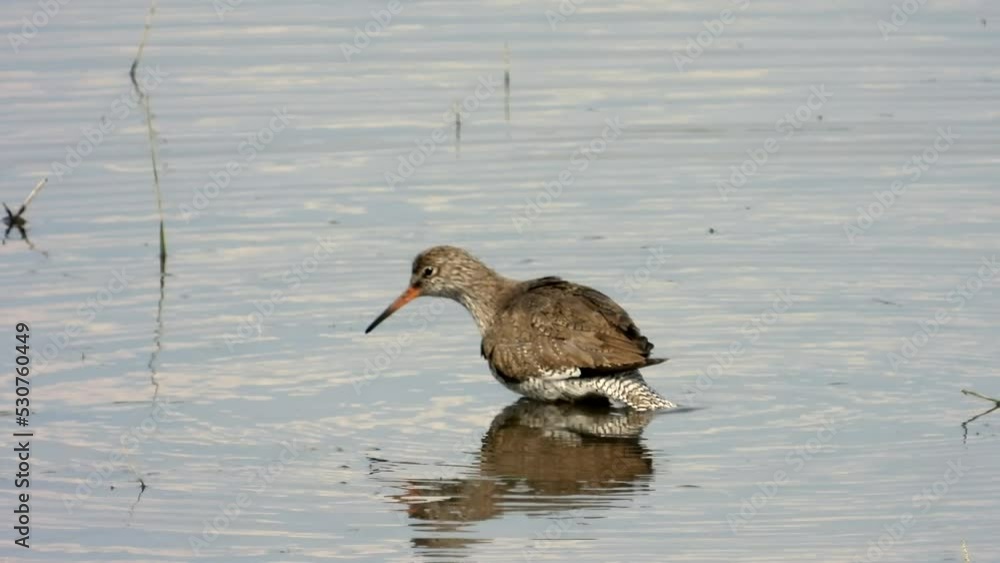 Rotschenkel (Tringa totanus) Rotschenkel (Tringa totanus)