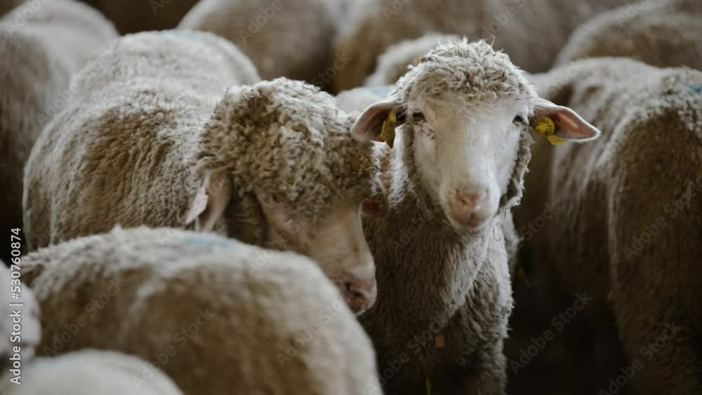 Troupeau de moutons dans la bergerie en France près de Sisteron Troupeau de moutons dans la bergerie en France près de Sisteron