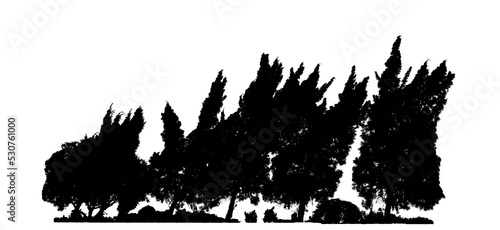 Silhouette tree brush design on transparent .background, illustrations brush brush from real tree with clipping path and alpha channel