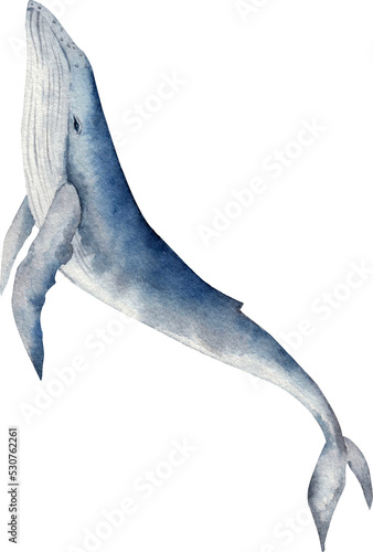 whale isolated on transparent background