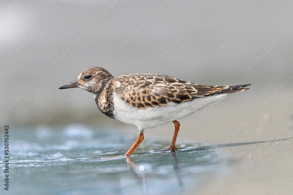The ruddy turnstone (Arenaria interpres) The ruddy turnstone (Arenaria interpres)